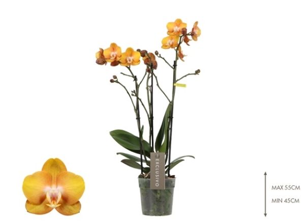 PHALAENOPSIS 4T LAS VEGAS