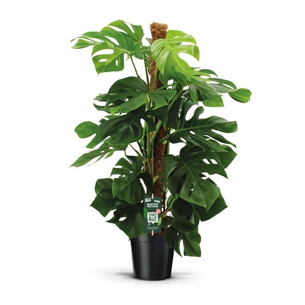 PHILODENDRON MONSTERA PERTUSUM