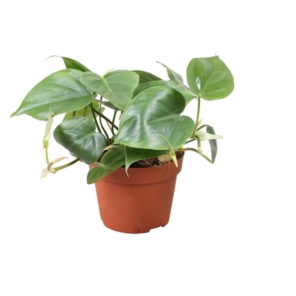 PHILODENDRON SCANDENS