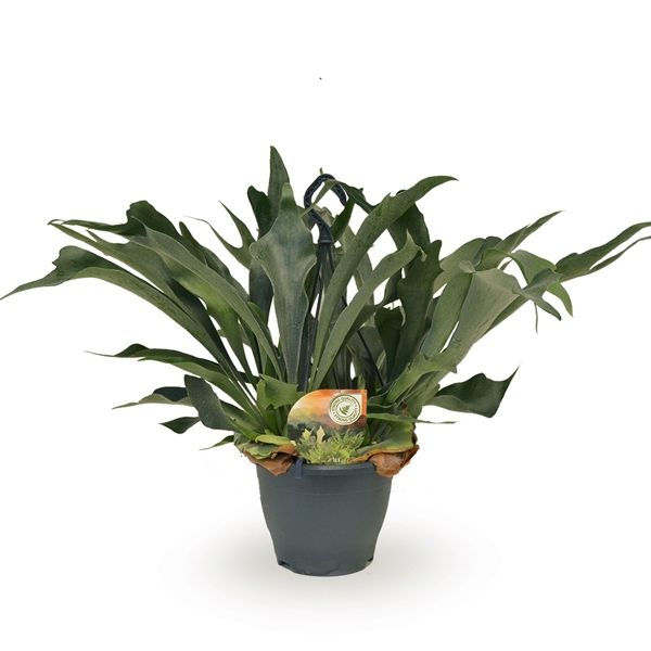 PLATYCERIUM BIFURCATUM