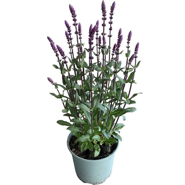 SALVIA CARADONNA