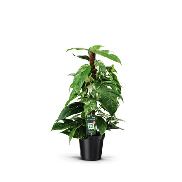 SCINDAPSUS PINNATUM VARIAGATA-S