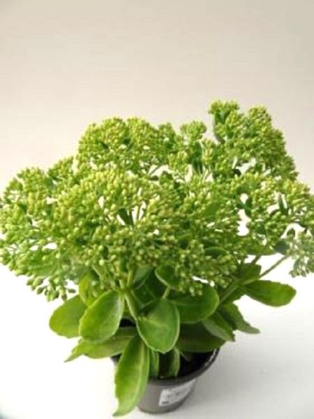 SEDUM HERBSTFREUDE