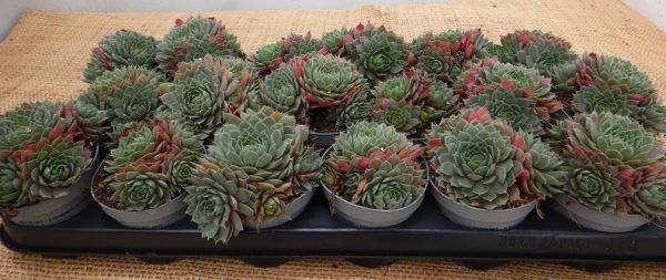 SEMPERVIVUM JONII