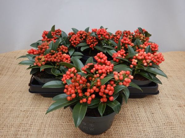 SKIMMIA JAPONICA