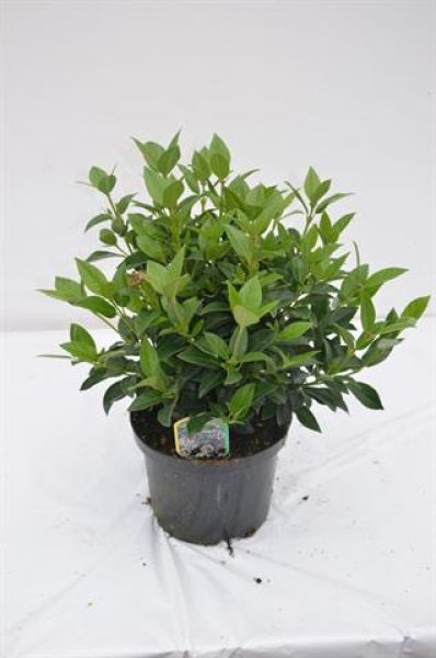 VIBURNUM TINUS