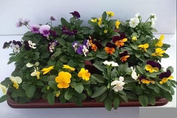 VIOLA CORNUTA