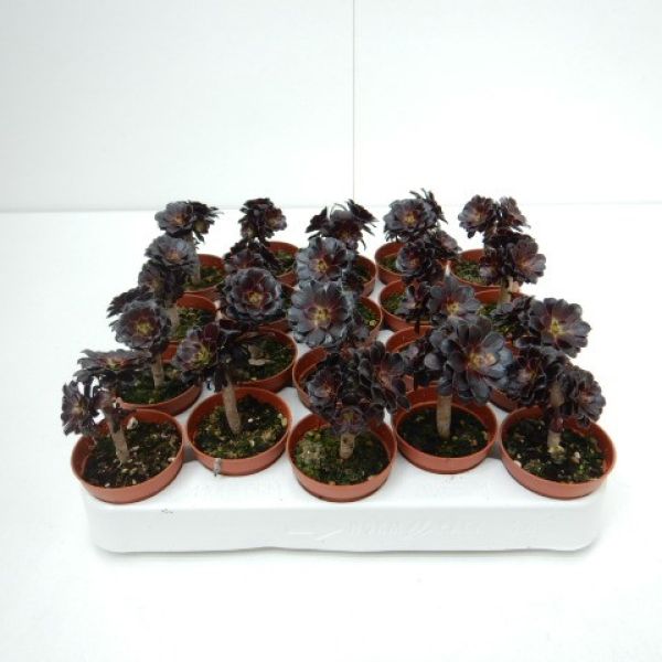 AEONIUM ARBOREUM BLACK