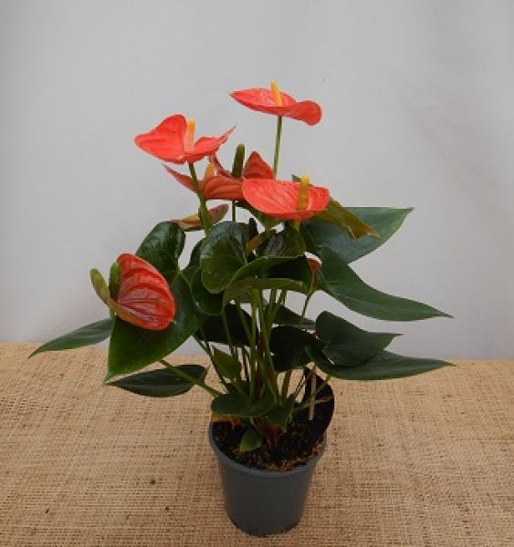 ANTHURIUM PRINCE OF ORANGE