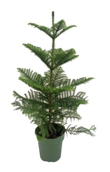 ARAUCARIA HETEROPHYLLA