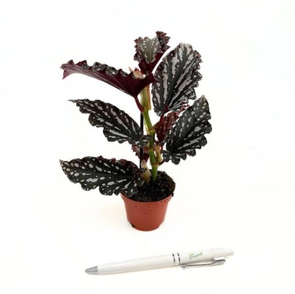 BEGONIA MACULATA