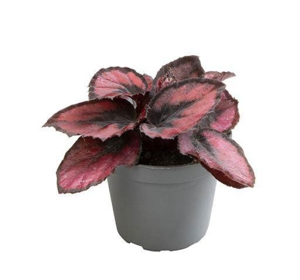 BEGONIA REX HYBRID RED KISS