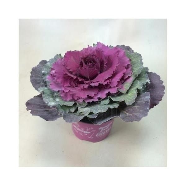 BRASSICA VIOLET PLAT