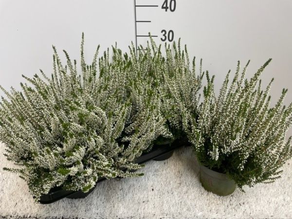 CALLUNA B.L. BLANC
