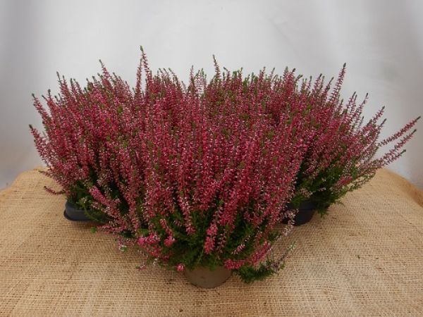 CALLUNA G.G.