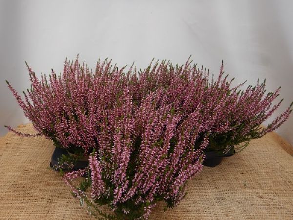 CALLUNA G.G.