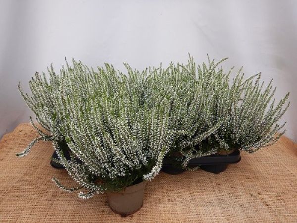 CALLUNA G.G.