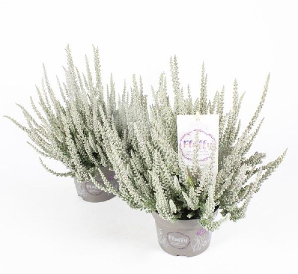 CALLUNA G.G. FLUFFY