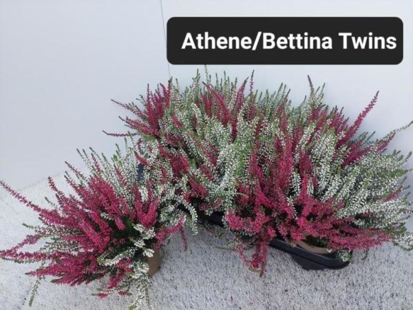 CALLUNA G.G. TWIN