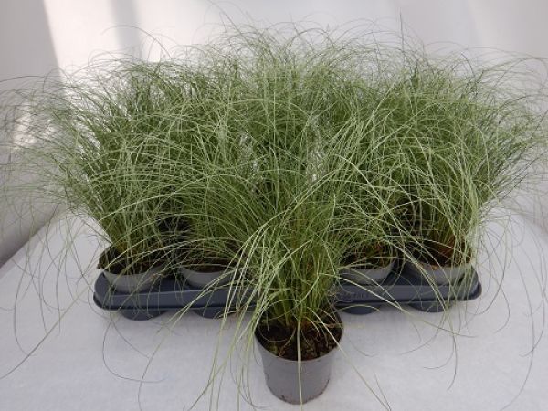 CAREX AMAZON MIST