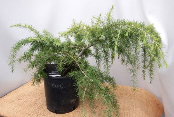 CEDRUS DEOD. GOLDEN HORIZON