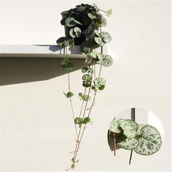 CEROPEGIA WOODII
