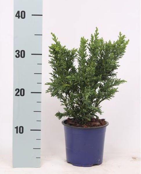 CHAMAECYPARIS OBT.DRATH