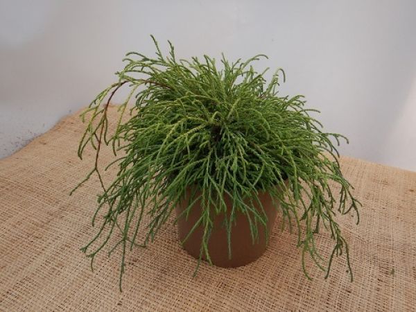 CHAMAECYPARIS PISIFERA