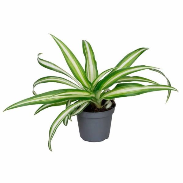 CHLOROPHYTUM COMOSUM VARIEGATUM