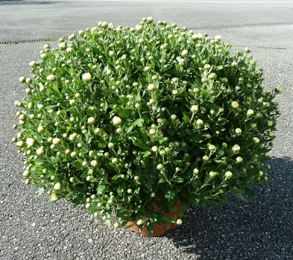 CHRYSANTHEME BOULE