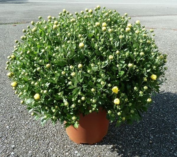 CHRYSANTHEME BOULE