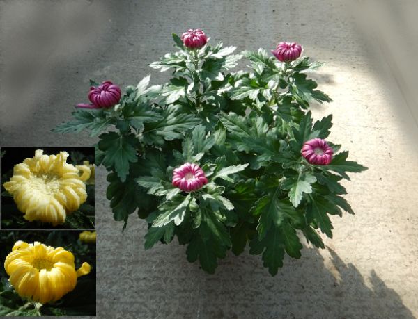 CHRYSANTHEME DECO
