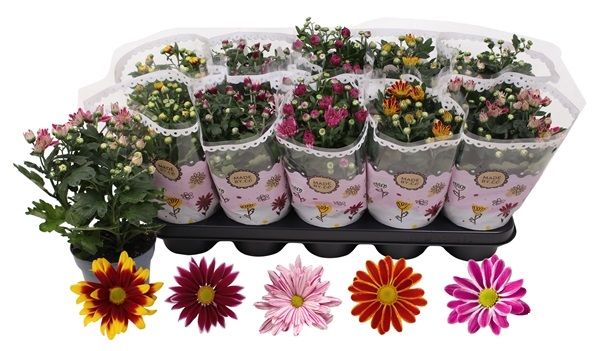 CHRYSANTHEME MIX