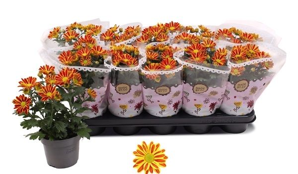 CHRYSANTHEME SPECIAL HOIHOI