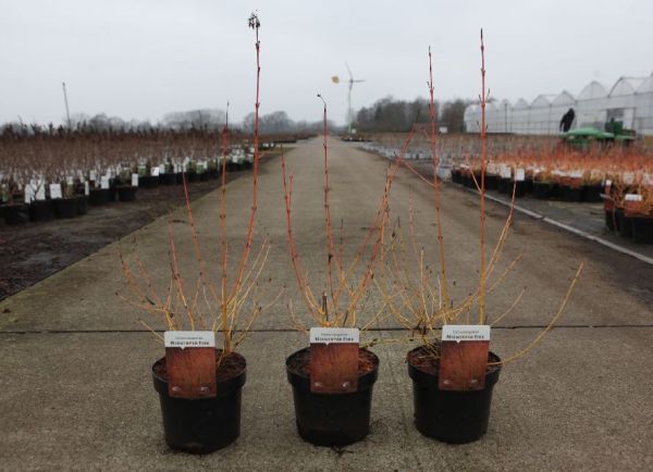 CORNUS ALBA