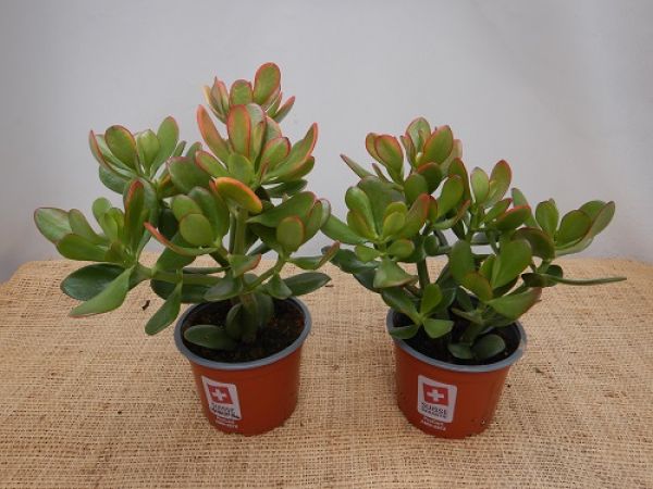 CRASSULA OVATA