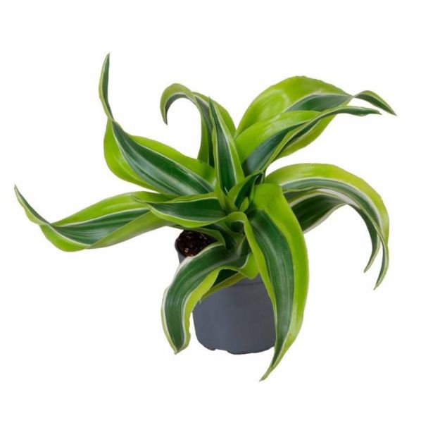 DRACAENA DEREMEN. LEMON SURPRISE