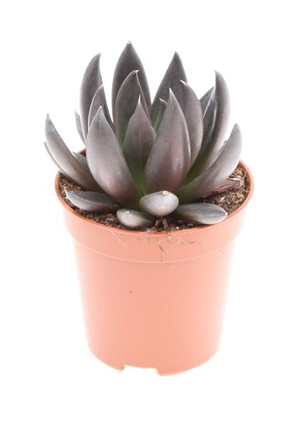 ECHEVERIA AFFINES