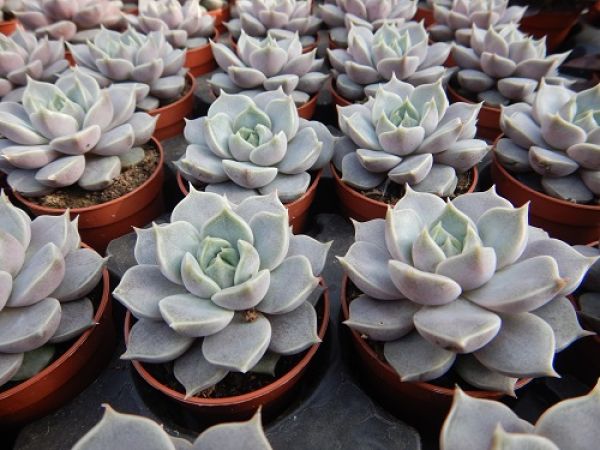 ECHEVERIA HYBRID MARSIC