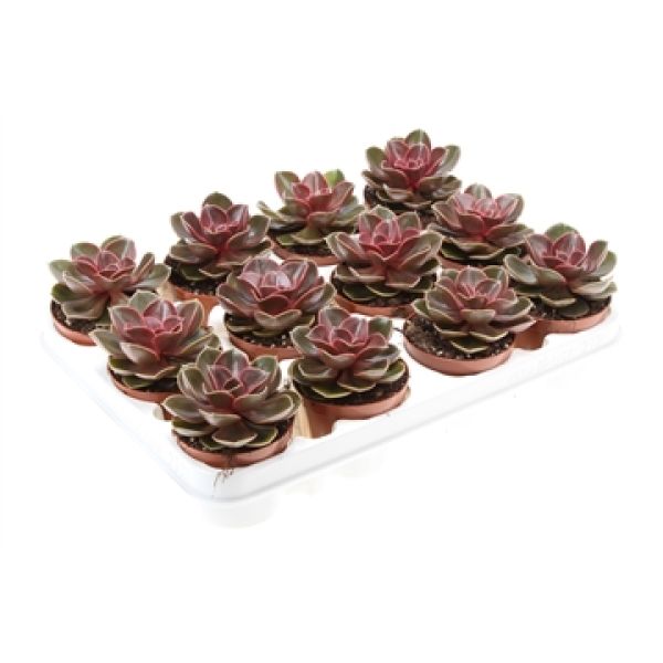 ECHEVERIA MAGIC PAREL