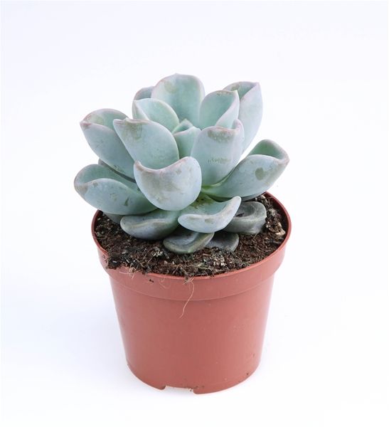 ECHEVERIA ORPET