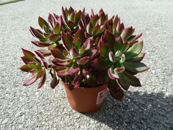 ECHEVERIA PULVINATA DEVOTION