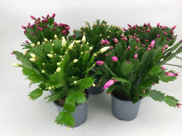 EPIPHYLLUM SCHLUMBERGERA