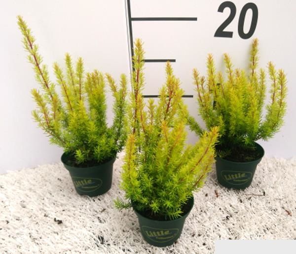 ERICA ARBOREA