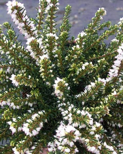ERICA DARLEYENSIS