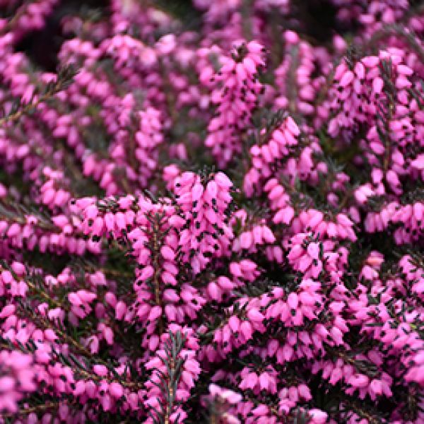 ERICA DARLEYENSIS