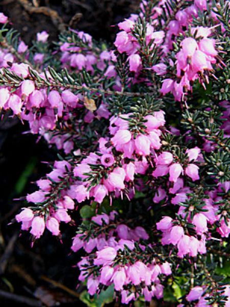 ERICA DARLEYENSIS