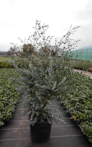 EUCALYPTUS GUNNII