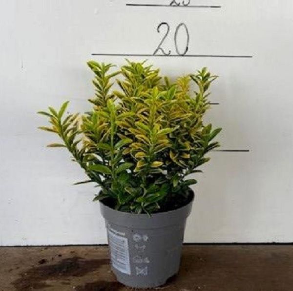 EUONYMUS JAP. MICRO. GOLD