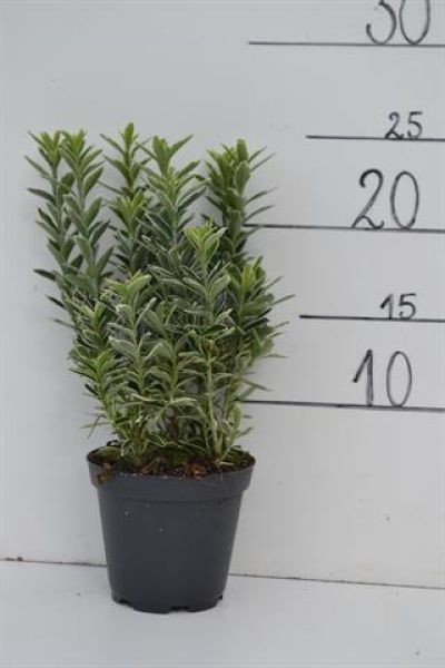 EUONYMUS JAP. MICRO. SILVER